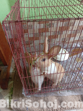 Rabit